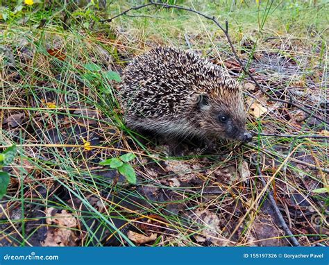 Hedgehog Close-up On The Background Of Natural Habitat - Forests. Stock ...