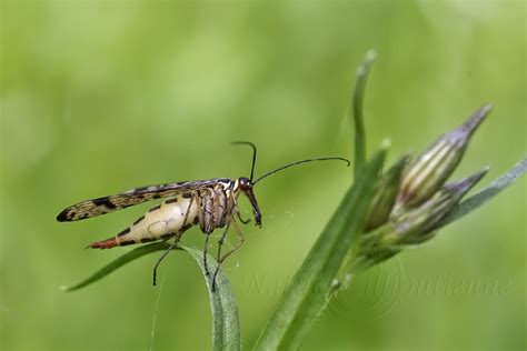 Photo Nature Lilliputienne Macrophotographies Panorpa Sp La Mouche