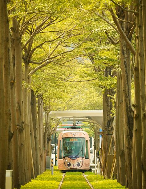 【高雄】免費搭！輕軌「龍貓隧道」試營運，夢幻列車免費搭乘，期間限定到年底，輕鬆出遊免煩惱 好想去喔