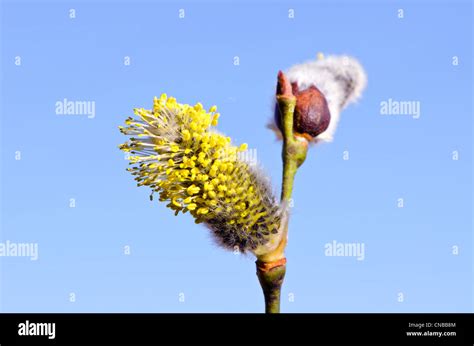 Spring Sallow Pussy Willow And Sky Stock Photo Alamy
