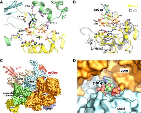 The Mechanism Of E Coli Rna Polymerase Regulation By Ppgpp Is