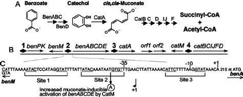 Benm And Catm Regulate Benzoate Degradation In Adp1 Catabolism Depends