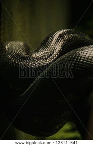 Female Anaconda Snake Image & Photo (Free Trial) | Bigstock