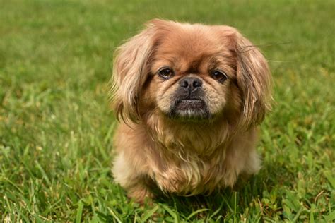 Top 11 Pekingese Breeders In The US