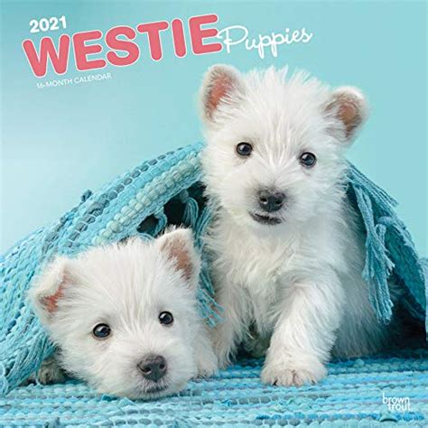 West Highland White Terrier Puppies 2021 12 X 12 Inch Monthly Square