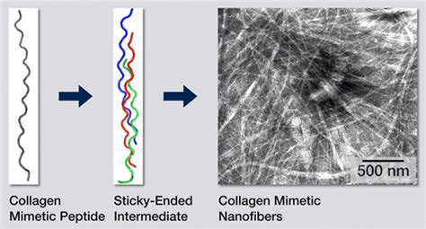 Self Assembly Of Fiber Forming Collagen Mimetic Peptides Controlled By