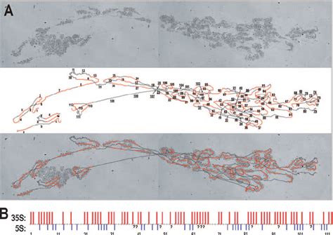 Activity Of 5s Genes And 35s Genes In The Linear Array A A Dispersed