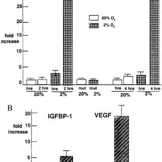 Specificity Of IGF Binding Protein Response To Hypoxia A