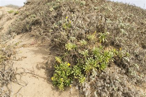 Native Plant Series Pioneer Sand Dunes And Foredunes Morro Bay