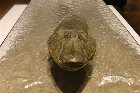 Tiktaalik Fossil Part Of Drexel Evolutionary Exhibit Whyy