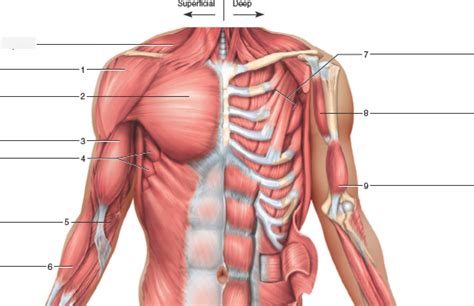 Anterior Upper Body Muscles Diagram Quizlet