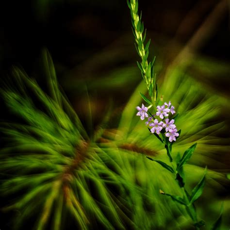 Winged Loosestrife Lythrum Alatum Congaree Flickr