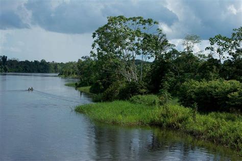 From Iquitos 3 Day Tour Pacaya Samiria National Reserve GetYourGuide