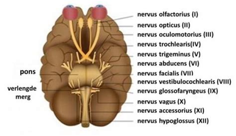 Onze Geweldige Hersenzenuwen En Hoe Ze Werken Verken Je Geest