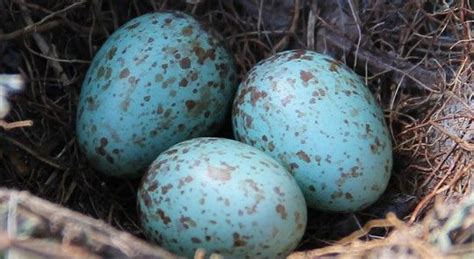mockingbird eggs Peacock Eggs, Mcdavid, Bird Eggs, Dark Colors, Easter