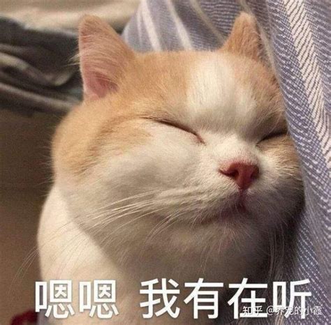 一旦猫咪对你做这几件事，说明它的心里只有你一个人 知乎