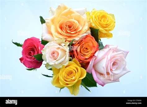 bunch of roses Stock Photo - Alamy