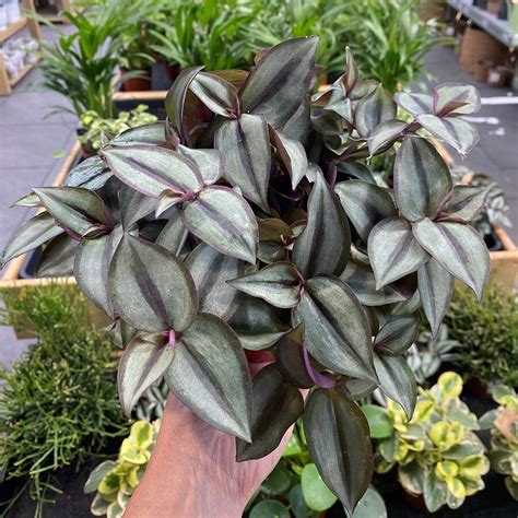 Tradescantia Zebrina Purpusii Knights Garden Centres