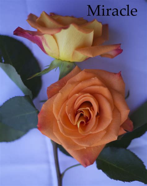 The Orange Rose Study Flirty Fleurs The Florist Blog Inspiration