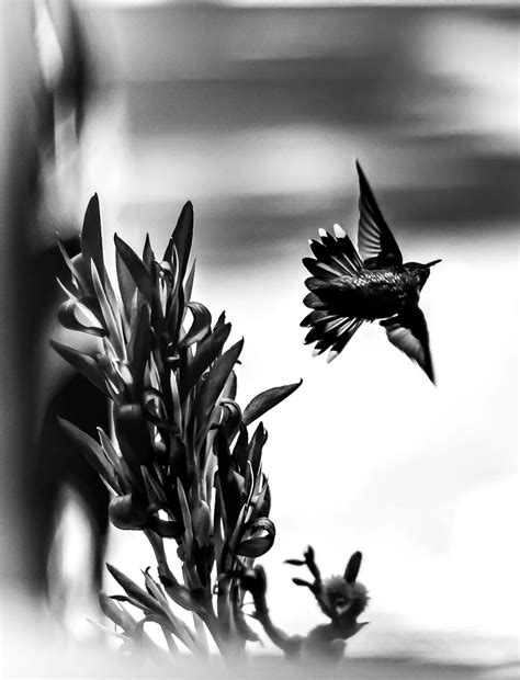 Hummingbird captured on a 50mm (Charlotte, NC) | Scrolller