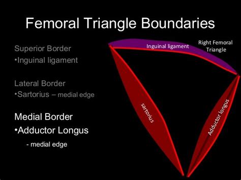 Femoral Triangle Borders