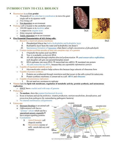 Introduction To Cell Biology Studocu