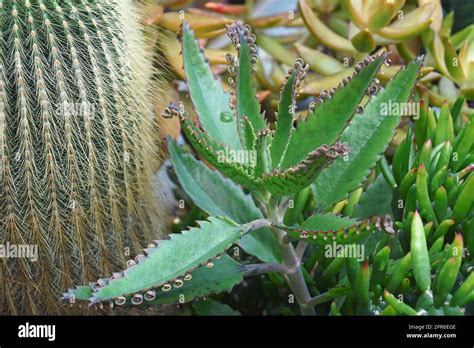 Madre De Miles Kalanchoe Daigremontiana Llamado Alligator Planta