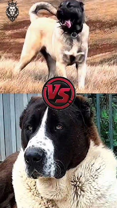 Kangal 🆚 ☠️ Alabai Pitbull 🆚 Dogo Argentino Dogo Argentino 🆚 Kangal