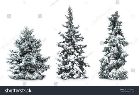 32,509 Single Tree In The Snow Stock Photos, Images & Photography ...