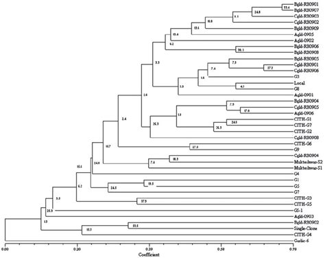 Upgma Dendrogram Showing Clustering Pattern Of Garlic Allium Sativum