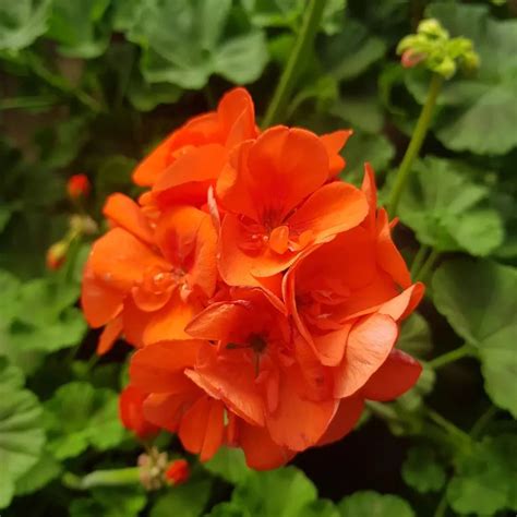 Plant FAQs: Pelargonium Hortorum - Zonal Geranium