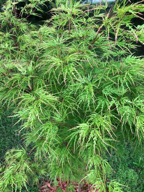 Buy Acer Palmatum Dissectum Seiryu Japanese Maple — Mr Maple │ Buy Japanese Maple Trees