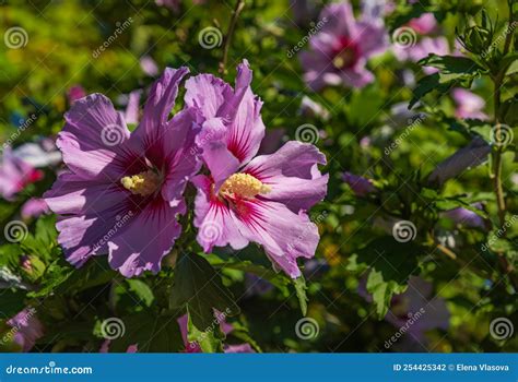 Pink Hibiscus Syriacus Flowering In A Garden Common Names As Rose Of