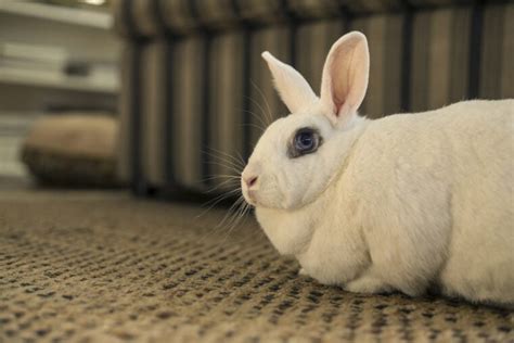 10 White Rabbit Breeds (With Info & Pictures) | Hepper