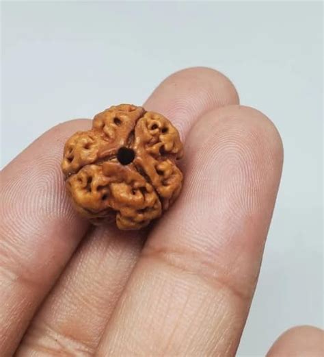 Queen Gems Mukhi Rudraksha Original Certified Nepali Three Mukhi