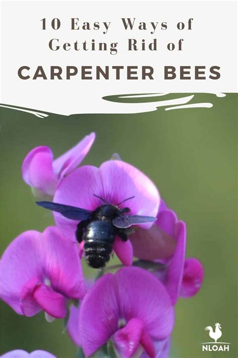 10 Easy Ways of Getting Rid of Carpenter Bees