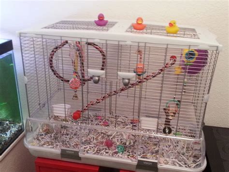 safety - Cage for Parakeets - Pets Stack Exchange