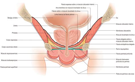 fáscias do períneo Anatomia papel e caneta