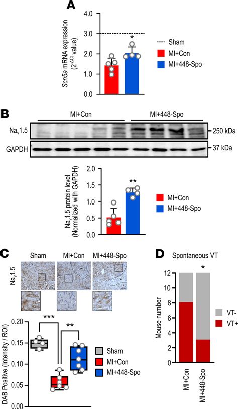 Blocking Of Mir 448 Improves Na V 1 5 Levels And Arrhythmic Risk After Download High