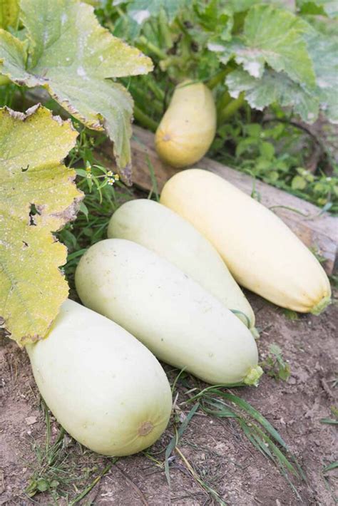 How To Plant And Grow Spaghetti Squash Gardener’s Path