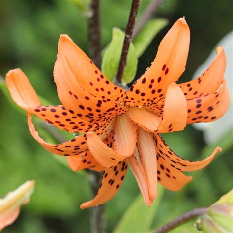 Lilium Lancifolium Flore Pleno Syn Lilium Tigrinum Flore Pleno