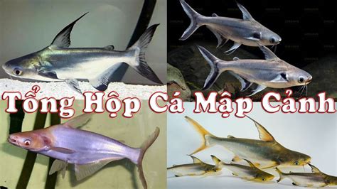 5 Loại Cá Mập Cảnh - Cá Mập Nước Ngọt (Sutchi catfish/shark Albino/Spot Pangasius/Paroon Shark ...