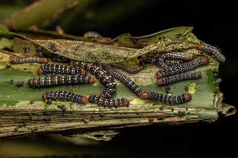 Premium Photo | Small Black and Yellow Moth Caterpillar