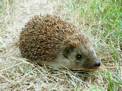 Naturdetektive F R Kinder Naturdetektive De Igel