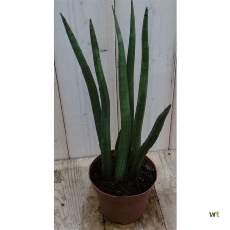 Kamerplant Vrouwentong Sansevieria 50 Cm Warentuin Natuurlijk