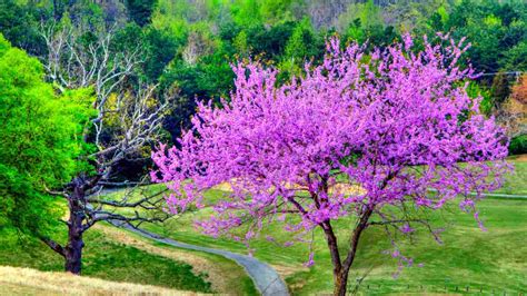 How to Grow and Care for Redbud Tree (Complete Guide)