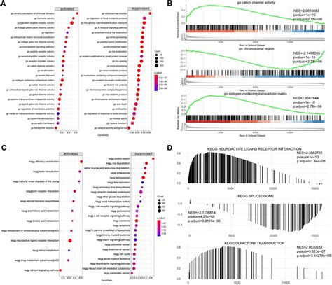 Frontiers Significance Of RNA N6 Methyladenosine Regulators In The