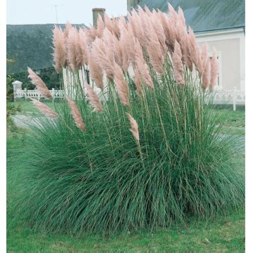 Herbe De La Pampa Pumila Cont L Cortaderia Selloana