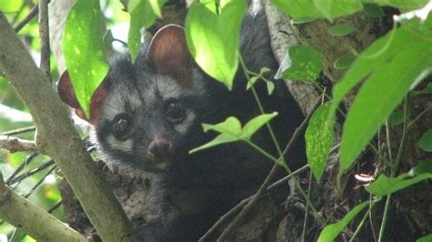 What Is Kopi Luwak and Why Is It So Expensive? | Food Chemistry |Science Meets Food