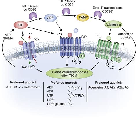 Purinergic Signaling In Kidney Disease Kidney International